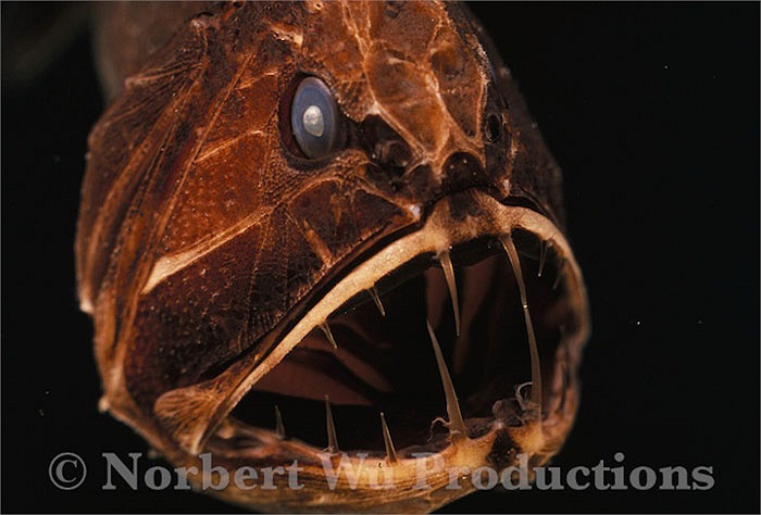 Loài cá này sống ở độ sâu 500 đến 1.000m dưới đáy đại dương.