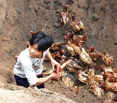 Cúm gà: Loại bệnh truyền nhiễm nguy hiểm này do các loại virus gây nên và đối tượng chủ yếu của nó là các loài chim, sau đó mới truyền sang cho con người. Năm 1997 đã có hàng nghìn trường hợp mắc phải loại virus trên.