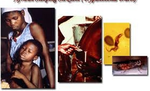 Bệnh gật gù rồi chết Trypanosomiasis: Đây là nhóm bệnh gây ra bởi một loài ruồi có tên là xê xê và các loài bọ xít, bao gồm hiện tượng ngủ gật của người châu Phi và bệnh chagas. Chúng đang tác động đến khoảng 10 triệu người.