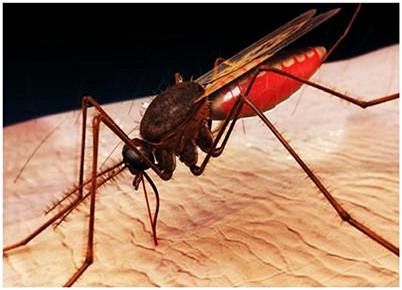 Sốt rét do muỗi: Đây là một trong những căn bệnh phổ biến nhất của thế giới, do muỗi anophen gây ra. Các chuyên gia ước tính mỗi năm có ít nhất 1 triệu trẻ em bị cướp đi tính mạng bởi căn bệnh này.