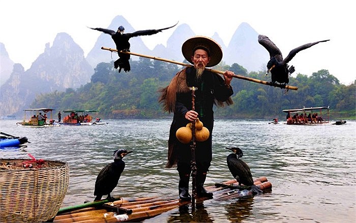 Ngư dân già và những con chim cốc dùng để bắt cá ở khu tự trị Choang, Quảng Tây