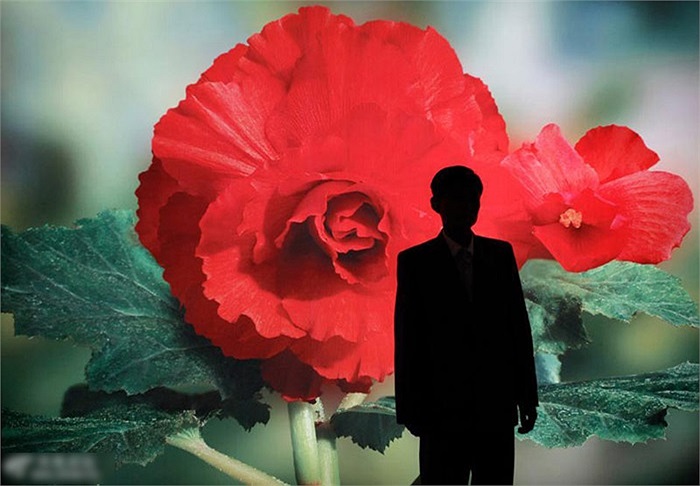 Một người đàn ông chụp ảnh lưu niệm với tấm áp phích in hình hoa Kinh Chính Nhật ở Bình Nhưỡng