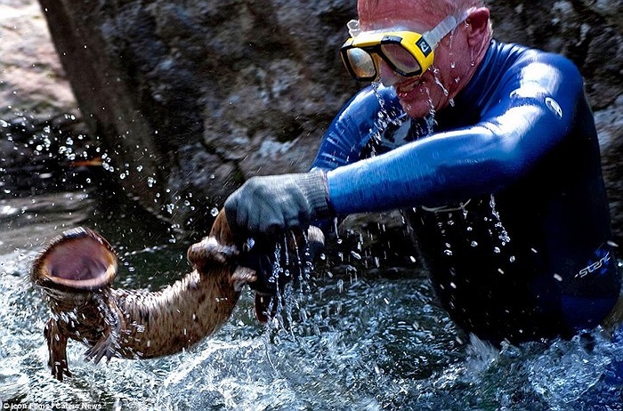 Loại cá thằn lằn hay còn gọi là Kỳ giống khổng lồ của Nhật Bản, nó có cái miệng to rất xinh