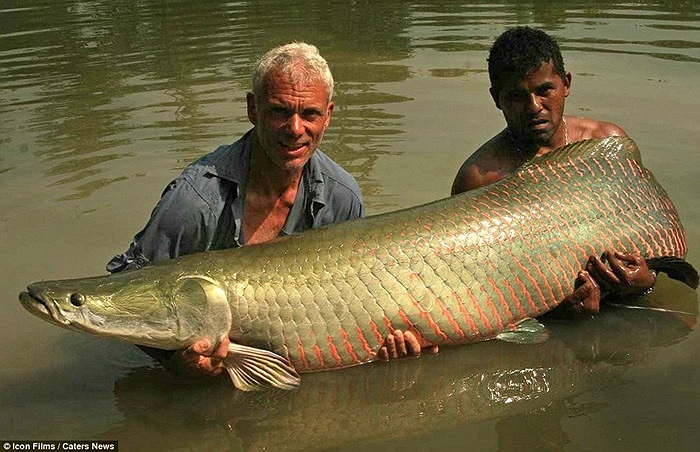 cá Arapaima ở sông Madeira, Brazil. Một trong những loài cá nước ngọt lớn nhất thế giới