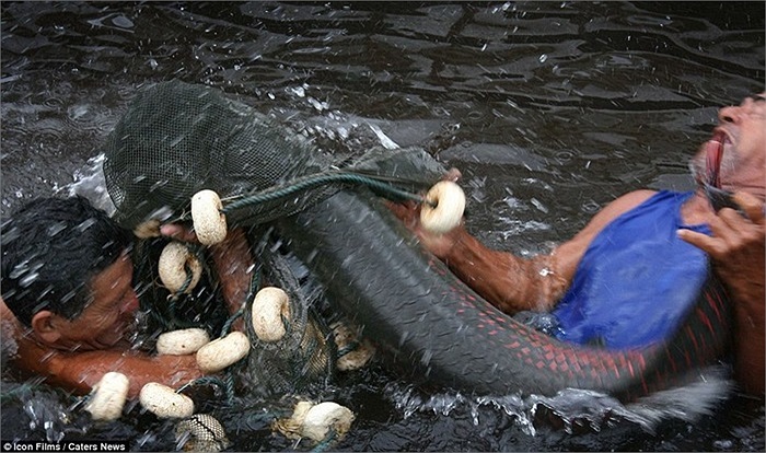 Cá Arapaima sống ở Nam Mỹ dài 1,8m, nặng 90 kg