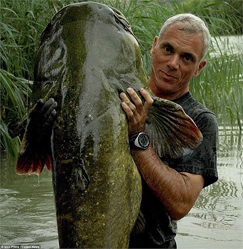 Cá trê khổng lồ ở Tây Ban Nha