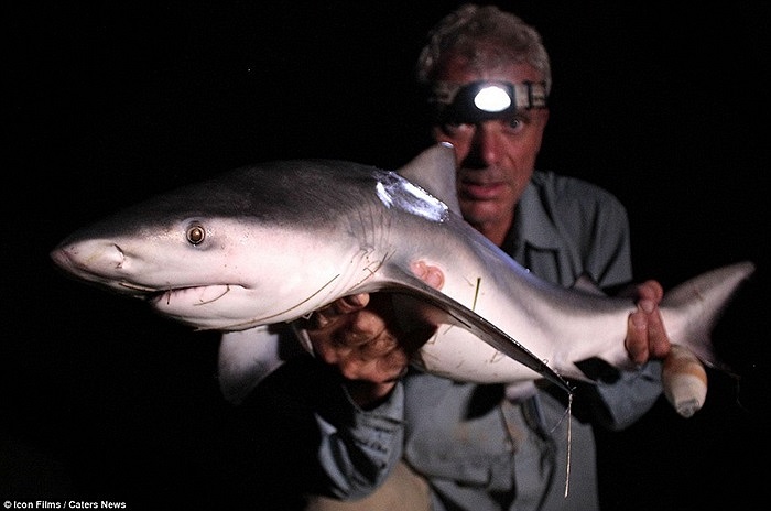 Một loài cá mập ở bờ biển Australia