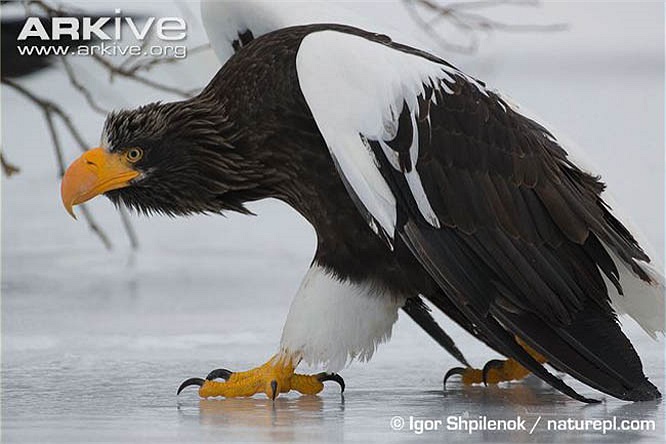 El águila marina de Steller tiene el nombre científico Haliaeetus pelagicus. También se les conoce como águilas de hombros blancos, águilas del Pacífico o águilas marinas de Steller.