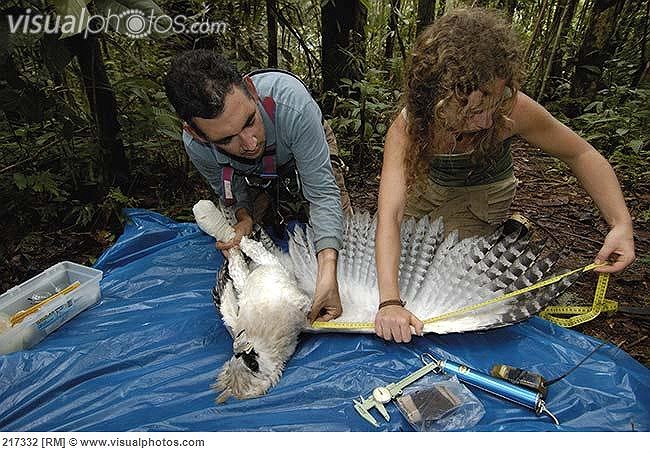 Esta es también el ave rapaz más grande que se encuentra en América y una de las especies de águila más grandes que existen en el mundo.