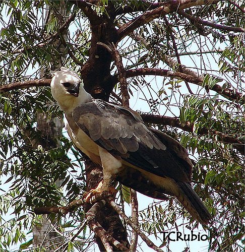 El hábitat de esta especie son los bosques tropicales bajos y los bosques tropicales altos. Debido a la creciente pérdida de su hábitat, en muchas zonas de Centroamérica ya no se ven águilas arpías.