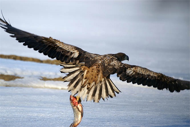 La altura del águila arpía oscila entre 86,5 y 107 cm y tiene una envergadura de 1,76 a 2,24 m. Esta es una de las especies de águilas más grandes (junto con el águila filipina y el águila marina de Steller).