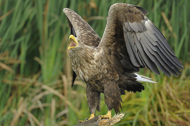 Actualmente, algunos países cuentan con programas de conservación del águila arpía como el Parque Nacional Darién (Panamá), el Parque Nacional Paramillo (Colombia), el Área de Conservación Río Bravo (Belice).