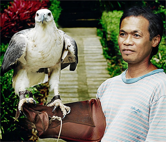 El águila filipina (nomenclatura de dos partes: Pithecophaga jefferyi), también conocida como gran águila filipina o águila comemonos, es una de las aves más altas, raras, grandes y poderosas del mundo.