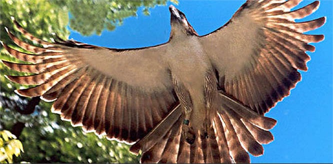 Esta es un ave rapaz depredadora perteneciente a la familia Accipitridae, también se la conoce como Haribon, que significa Pájaro Rey. Su nombre local es banog.