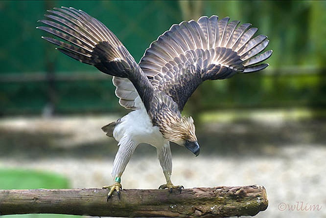 La especie fue descubierta en 1896 por el explorador y naturalista inglés John Whitehead, quien observó aves y su criado Juan recogió allí los primeros ejemplares unas semanas después.