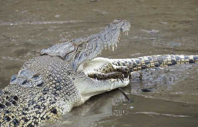 Clip, ảnh: Kinh hãi cá sấu khổng lồ ăn thịt đồng loại
