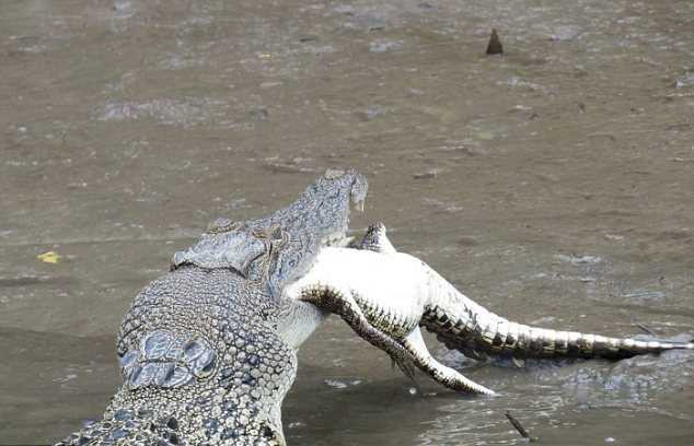 Clip, ảnh: Kinh hãi cá sấu khổng lồ ăn thịt đồng loại