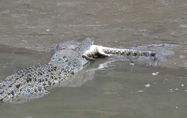 Clip, ảnh: Kinh hãi cá sấu khổng lồ ăn thịt đồng loại