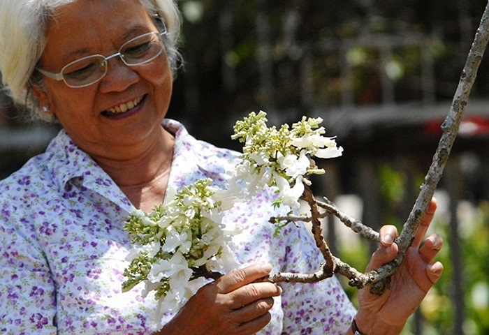TS. Hà Ngọc Mai, chủ nhân của cây phượng trắng cho biết, bà đem cây phượng này về Đà Lạt gieo trồng sau khi mua được của một cơ sở ươm giống hoa tại vùng Sydney, thuộc Australia cách đây 15 năm. (theo kiến thức)