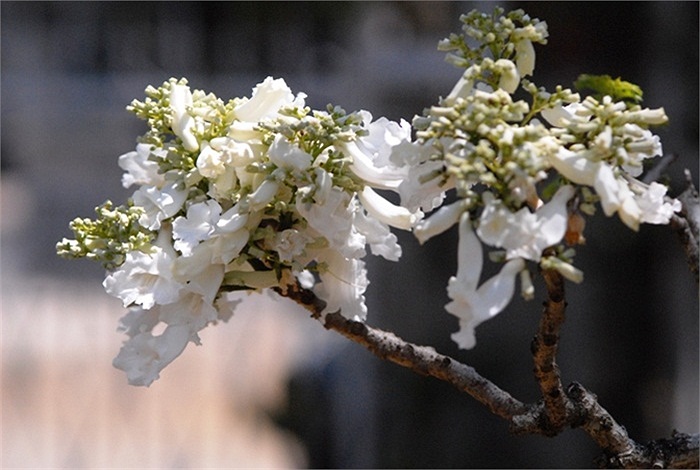 Những năm gần đây, cây phương liên tiếp nở hoa trắng muốt, tinh khôi(theo kiến thức)