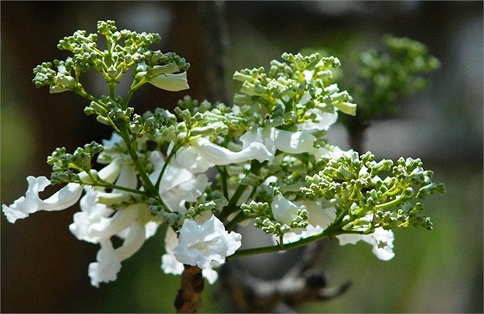 Thế nhưng đến nay những cây phượng được nhân giống từ cây này đều ra hoa tím(theo kiến thức)