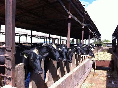 Một trang trại bò của FCV