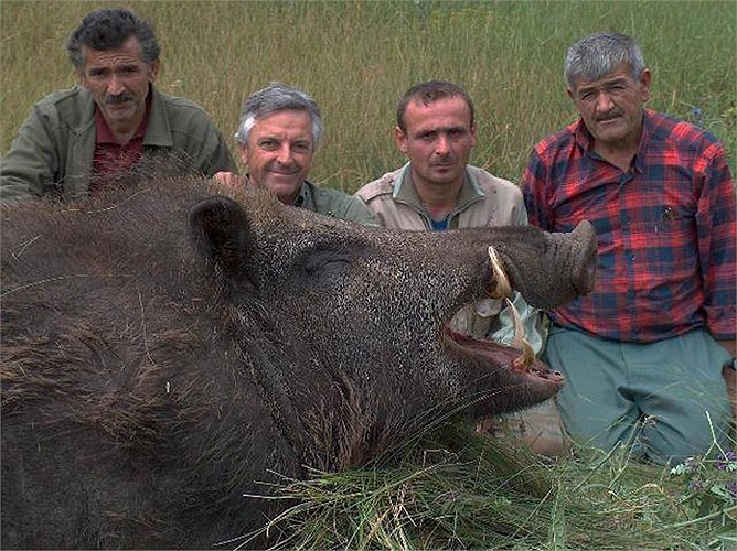 Lợn rừng độc chiếc là loài khổng lồ. Đã từng có thợ săn ở Mỹ bắn được lợn rừng độc chiếc nặng tới nửa tấn.