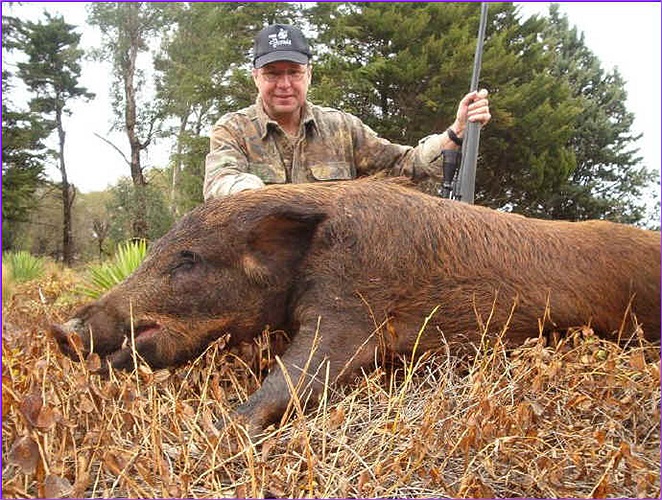 Lợn rừng là loài rất hung dữ