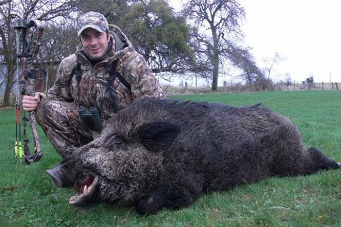 Lợn rừng là loài có khứu giác thính nhạy