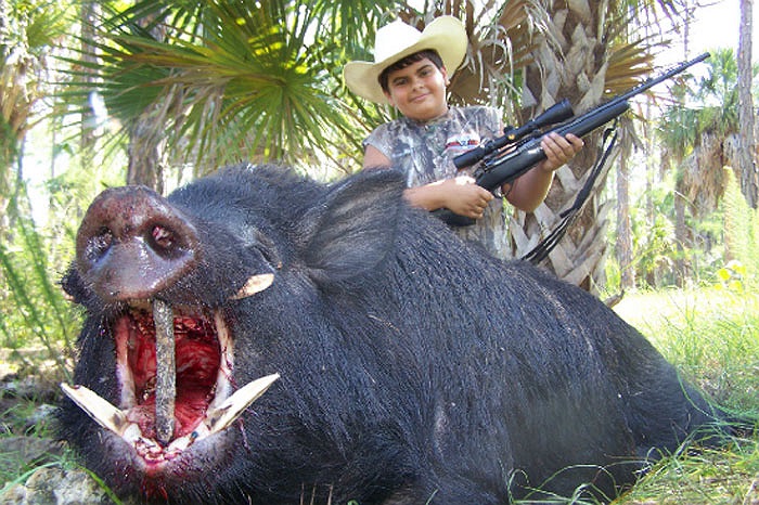 Theo các nhà khoa học, lợn rừng chính tả tổ tiên của lợn nhà.