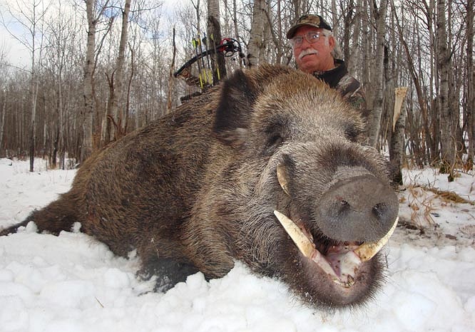 Sống lâu trong rừng, già ngâm cú đế, nên nó mọc 2 răng nanh nhọn hoắt. Đây là thứ vũ khí rất lợi hại của chúng để chống lại kẻ thù và cũng là 1 điểm khác biệt lớn so với lợn nhà.