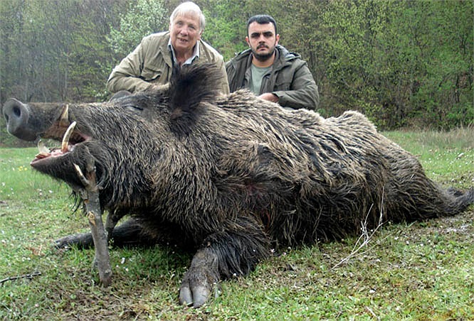 Da và lớp lông lợn lòi rất dày, như 1 tấm áo giáp vững chắc. 