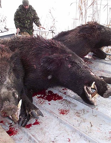 Chúng có mõm dài cứng để đào đất (khác với lợn nhà vì chúng phải tự tìm thức ăn)