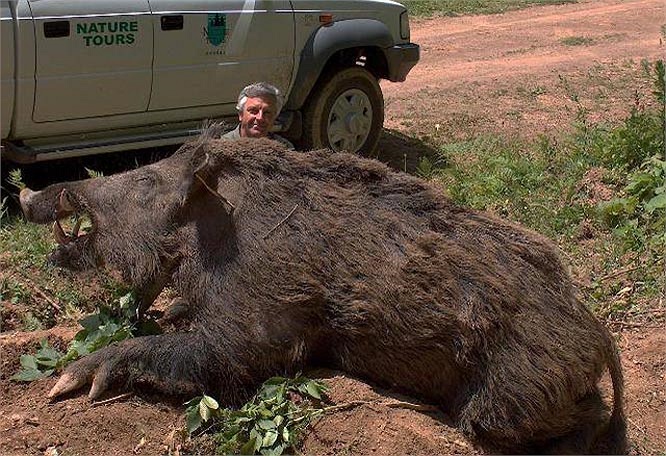 Lợn lòi thường sống thành bầy, mỗi lứa đẻ khoảng từ 5 đến 10 con