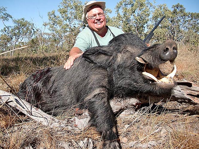 Về kích thước, con lợi rừng lớn nhất được ghi nhận có tên là Hogzilla II với trọng lượng cơ thể đạt 450 kg, chiều dài lên đến khoảng 2,8m, bắp đùi của nó to tương đương với lốp xe tải