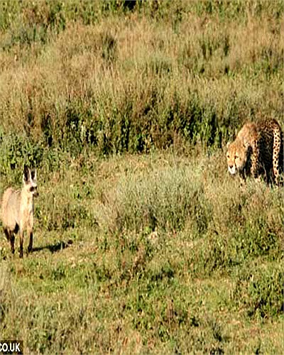 Chú báo đốm châu Phi hung dữ ở một khu vườn quốc gia thuộc đất nước Tazania (Đông Phi) đang phục kích một chú cáo tai dơi