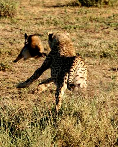 Nó bất ngờ tăng tốc tấn công con mồi. Báo đốm châu Phi là loài săn mồi siêu đẳng. Khi nó tăng tốc, đạt tới vận tốc 70km/h.