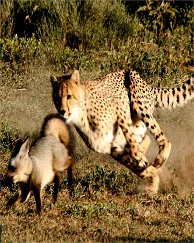 Bất ngờ vì bị tấn công đột ngột, chú cáo tai dơi cong đuôi bỏ chạy