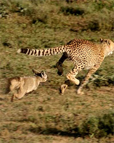 Tuy nhiên, quá bực mình vì bị con báo to xác tấn công, chú cáo tai dơi quay lại chiến đấu. Bất ngờ với sự hung dữ của cáo, báo đốm cong đuôi bỏ chạy. Tấn công con mồi nhanh thế nào, thì anh chàng bỏ chạy cũng nhanh như thế