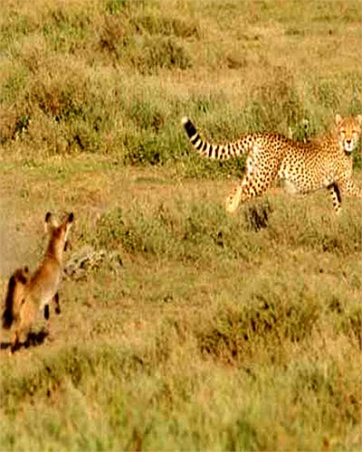 Dù đã thoát thân, nhưng chú báo vẫn chưa hết hoàn hồn. Nó đứng từ xa ngó lại xem con mồi của mình là loài gì mà hung dữ quá vậy?