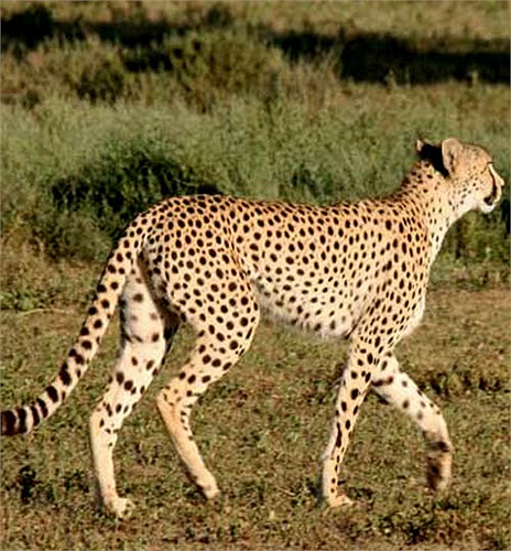 Biết không xơi được cáo, báo đốm bỏ đi kiếm cơ hội khác