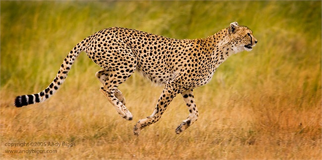 Báo đốm châu Phi khét tiếng là kẻ săn mồi nhanh nhẹn và tinh ranh, một hiểm họa thực sự đối những loài động vật mà nó cảm thấy khoái khẩu