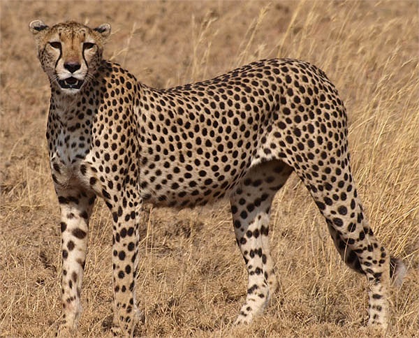 Khi nó phát triển đầy đủ, báo gấm có thể nặng tới 90kg. Khi đó, những con mồi ưa thích của nó sẽ là những chú sơn dương, ngựa vằn…