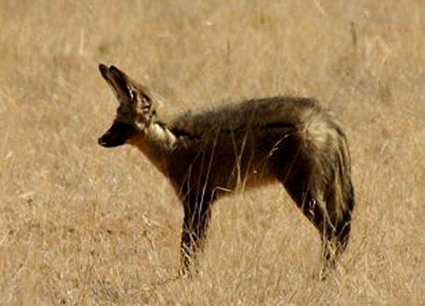 Cáo tai dơi (Otocyon megalotis) là một loài động vật thuộc họ Chó. Loài này sinh sống ở xavan châu Phi, phân bố ở khu vực phía Nam bao gồm cả miền Nam của Zambia, đến tận Tazania.