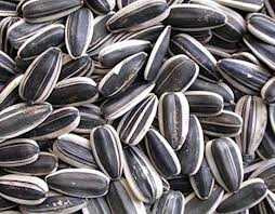 Kiểm nghiệm hạt hướng dương nghi có chất gây teo não