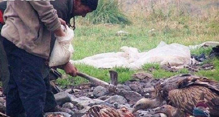 Khi chỉ còn bộ xương, người ta sẽ nghiền xương và sọ thành bột, chế thành viên, và gọi bọn quạ, diều hâu đến ăn nốt