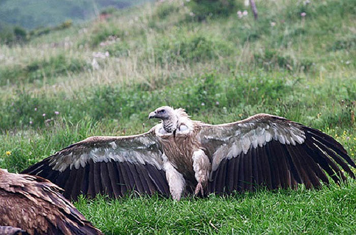 Với người Tây Tạng, đây là cách thức mai táng nhân văn. Điểu táng đảm bảo sạch sẽ, không phí phạm chất dinh dưỡng.