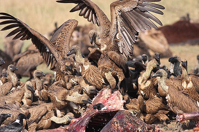 Việc cho kền kền ăn xác người cũng là cách thức bố thí của Đạo Phật