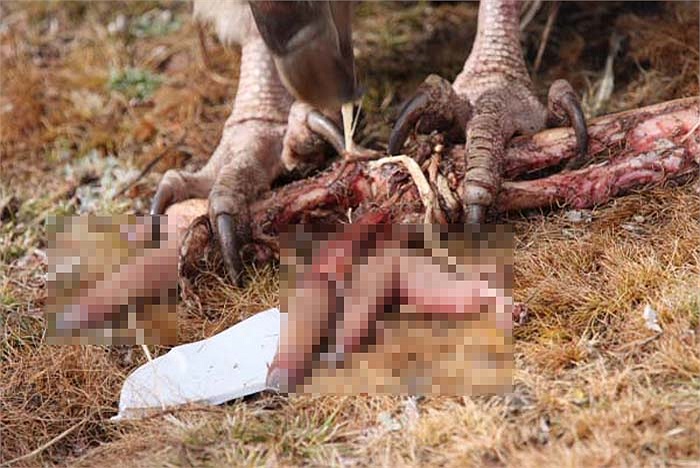 Với móng vuốt cực kỳ sắc, bộ hàm khỏe, loài kền kền nhanh chóng ăn hết xác người