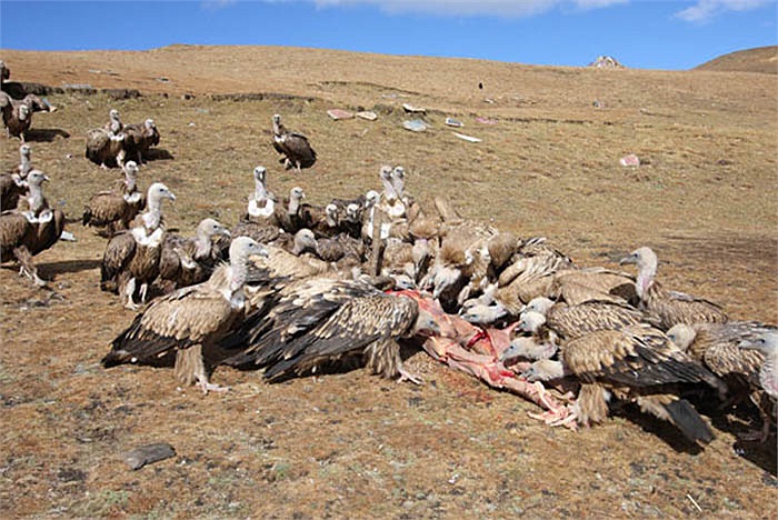 Có một số nhà khoa học cho rằng, người Tây Tạng sống du mục, nên việc địa táng là không thích hợp với họ. Thiên táng là một sáng tạo phù hợp.